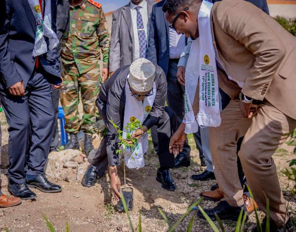Madaxweyne ku-xigeenka Jamhuuriyadda Somaliland ayaa geed ku beeray Xarunta Madaxtooyada magaalada Boorama, Xuska Maalinta Dhir-beerista Somaliland awgeed.